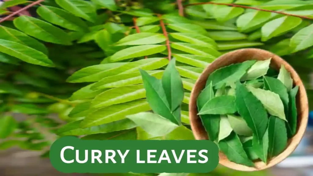 Curry leaves benefits uses nutrients and special properties