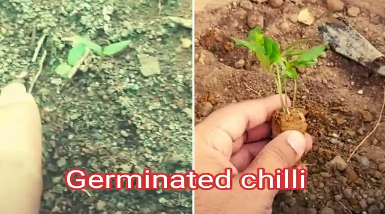 Benefits of green chilli vitamin nutrients and use