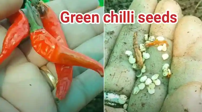 Benefits of green chilli vitamin nutrients and use