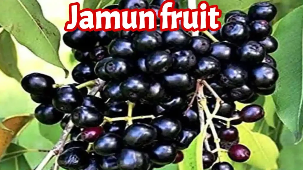 Benefits of jamun fruit nutrients and how to eat