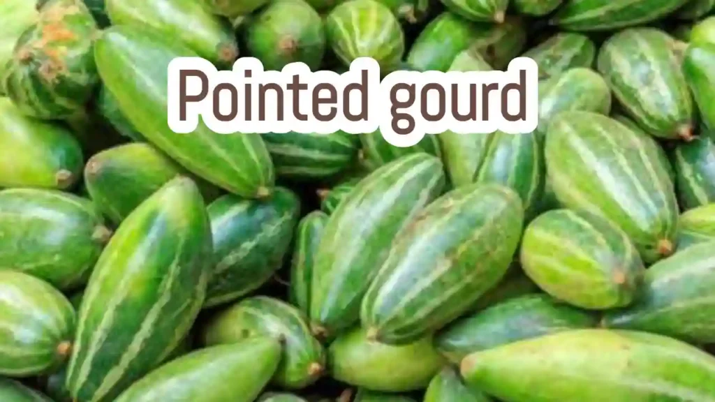 Pointed gourd benefits uses recipe and cultivation