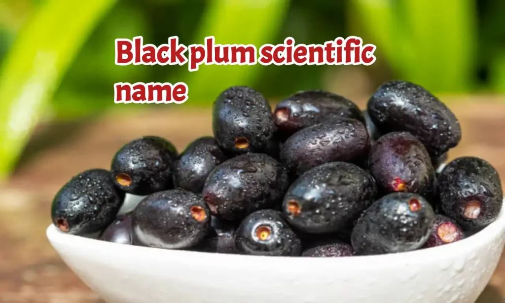 Black plum scientific name