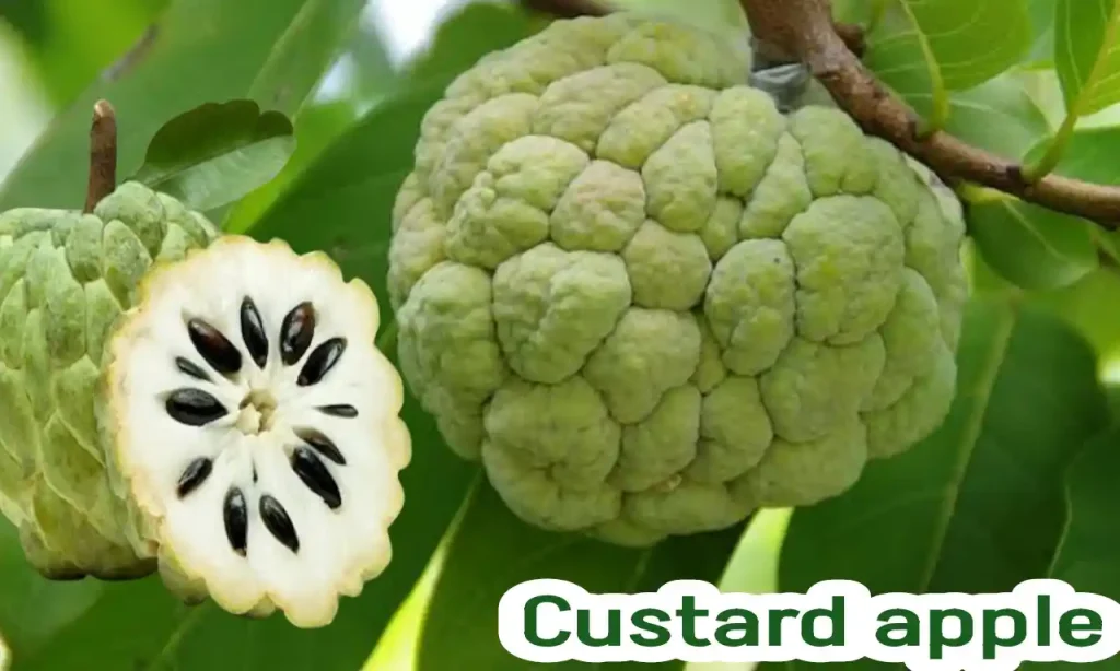 Is custard apple good for pregnancy