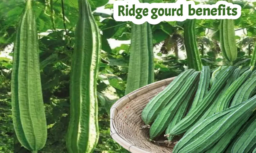 Ridge gourd benefits