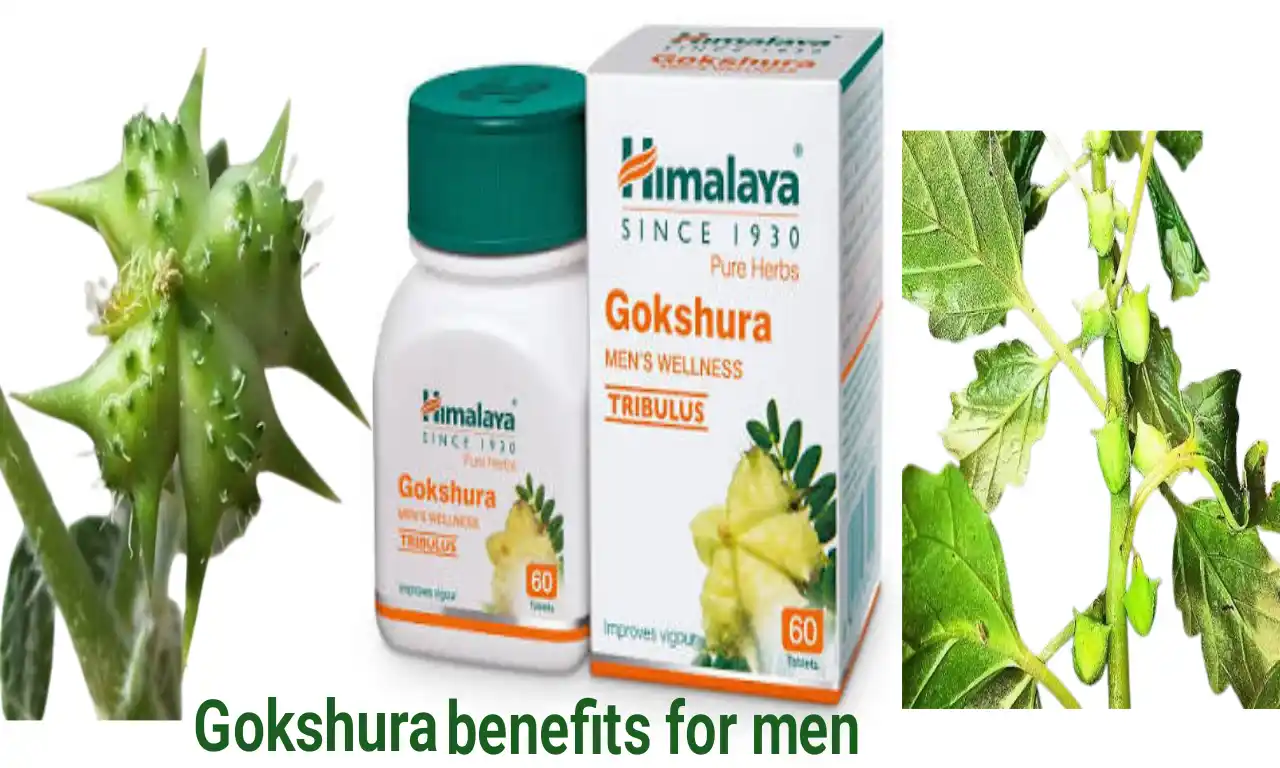 Gokshura benefits for men to increase energy and stamina